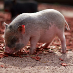 300+ Pet Pig Names for Male & Female Piggies - Exotic Animal Supplies