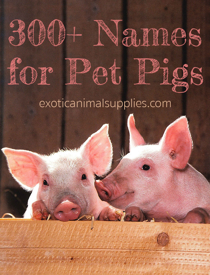 What are some pig names