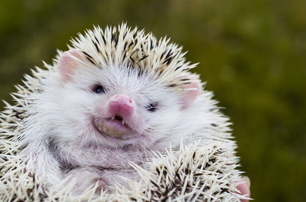 Best Hedgehog Names for Boys & Girls