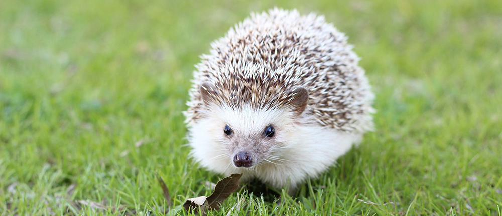 Cute Hedgehog Names