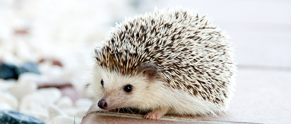 Funny Hedgehog Names