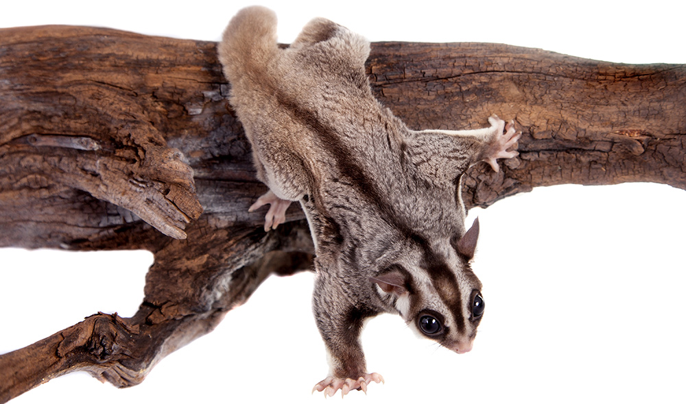 Sugar Glider Names - Pet Name Ideas Male & Female