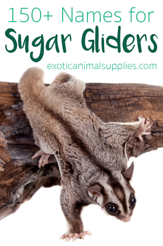 150+ Sugar Glider Names - Pet Name Ideas Male & Female - Exotic Animal