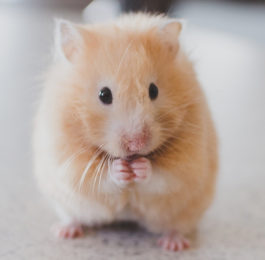 Hamster Names for Male & Female Hamsters