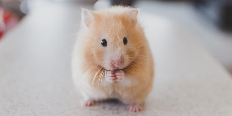 Hamster Names for Male & Female Hamsters