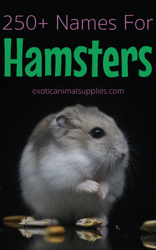 250+ Hamster Names for Male & Female Hamsters - Exotic Animal Supplies