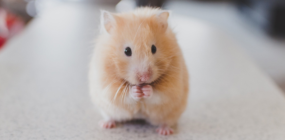 Good store hamster names