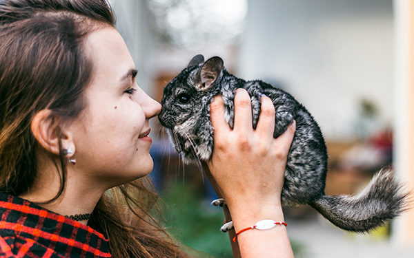 Everything You Need for a Pet Chinchilla - New Owner Checklist