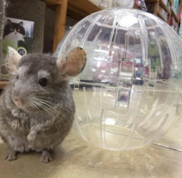 chinchilla exercise pen