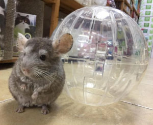 Chinchilla cage outlet toys