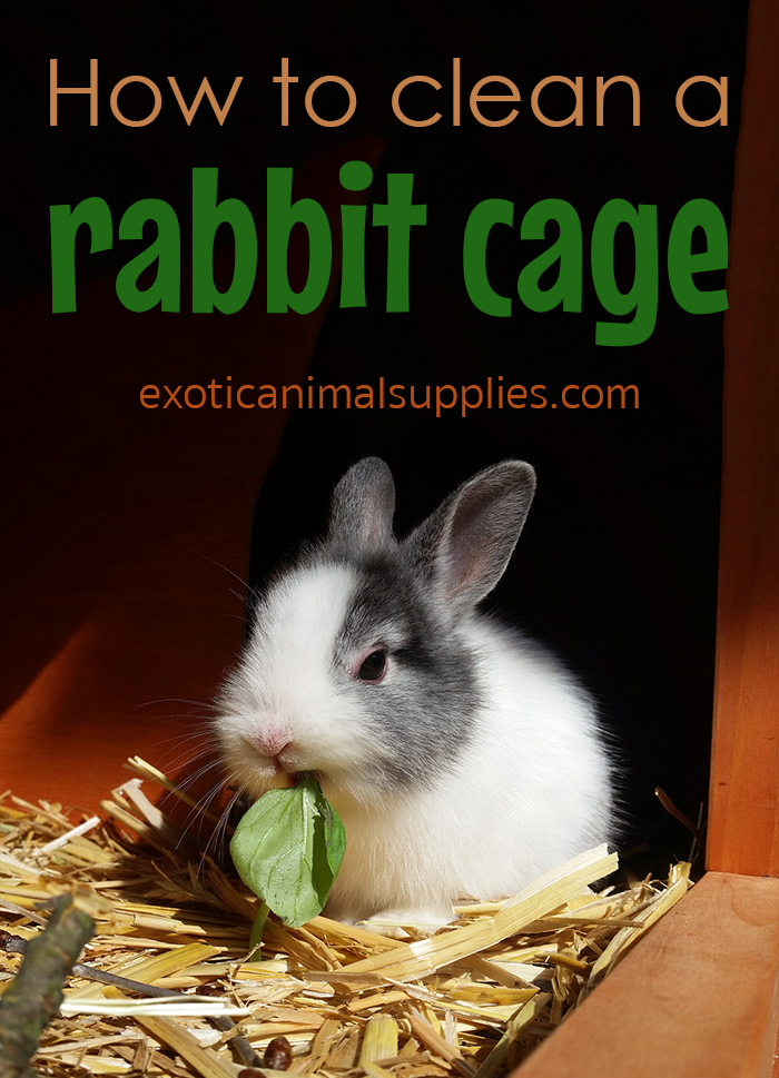 How to Clean a Rabbit Cage