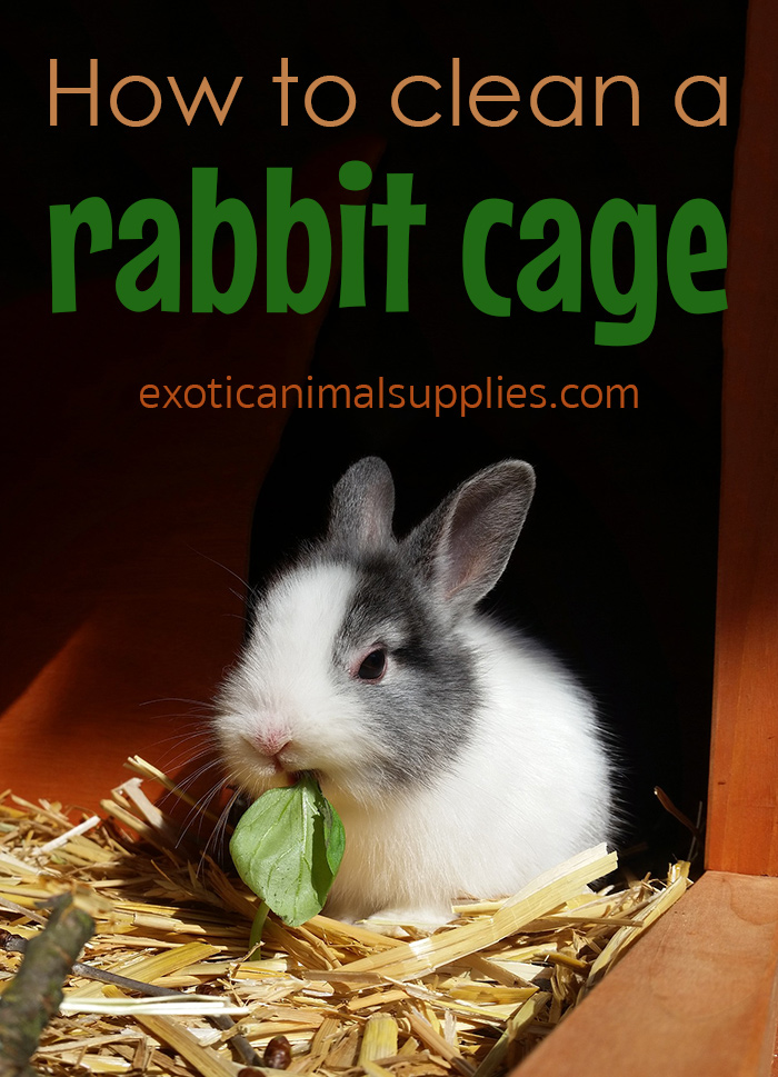 Cleaning bunny outlet cage