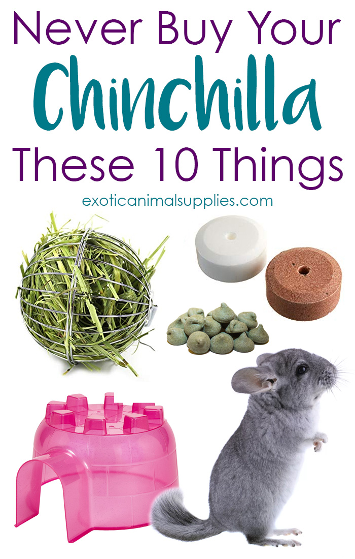 10 Things You Should Never Buy Your Pet Chinchilla