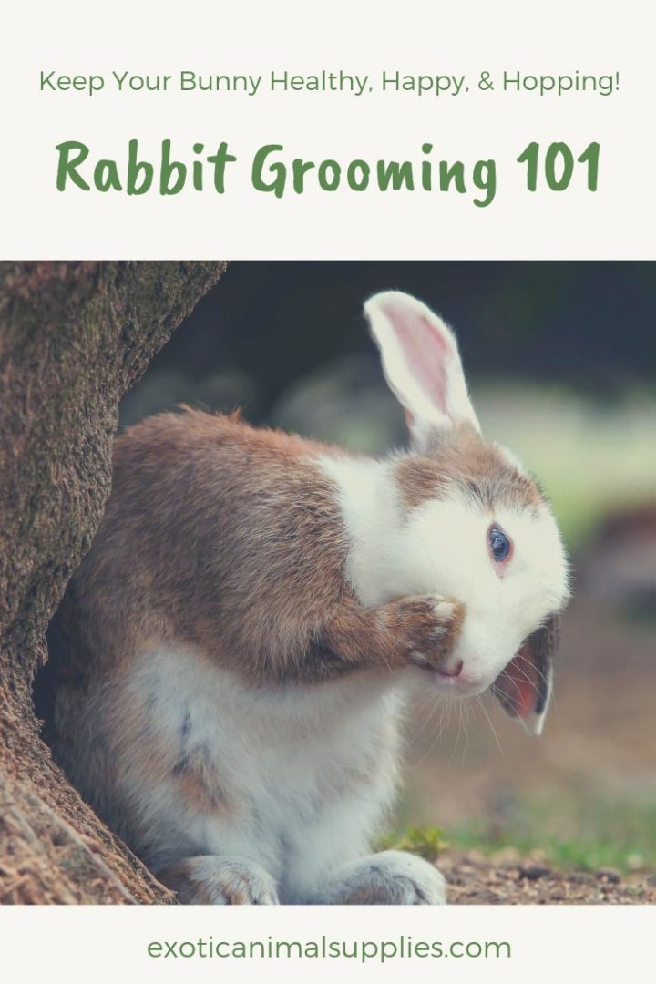 Pet Rabbit Grooming 101 Exotic Animal Supplies