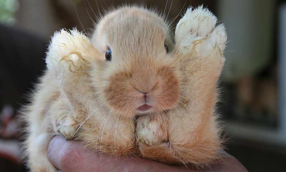 Pet Rabbit Grooming 101 - Exotic Animal Supplies