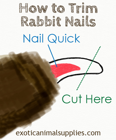 How to Trim Bunny Rabbit Nails