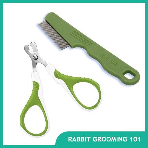 Rabbit Grooming 101 - Keeping Your Bunny Clean