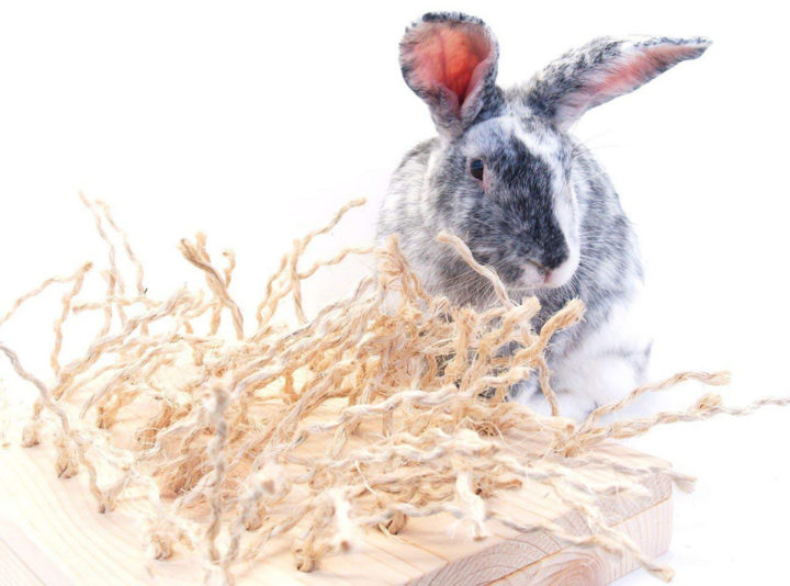 Pet Rabbit Toys & Bunny Chews Exotic Animal Supplies