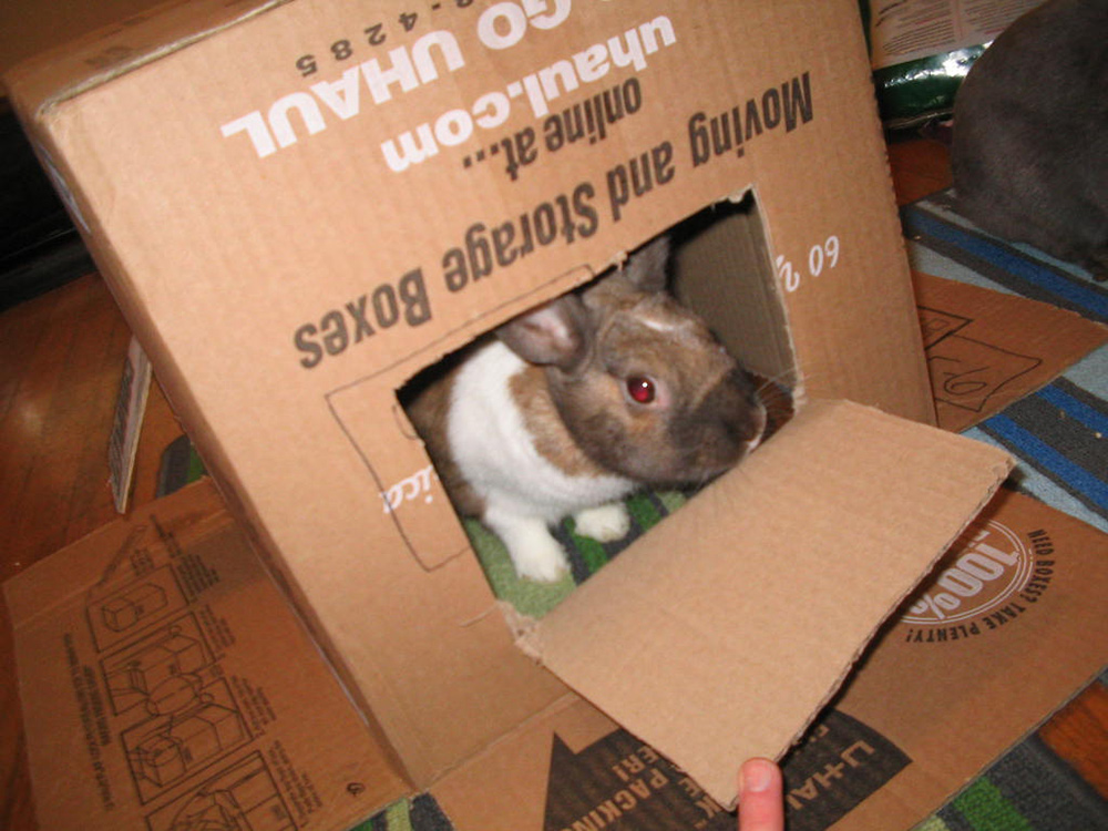 DIY Rabbit Cardboard House