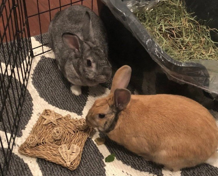 Pet Rabbit Toys & Bunny Chews Exotic Animal Supplies