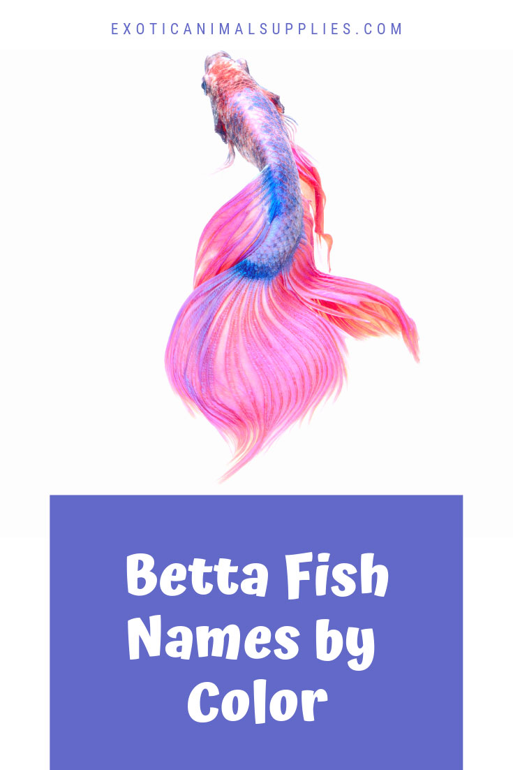 Betta Fish Names by Color - Exotic Animal Supplies