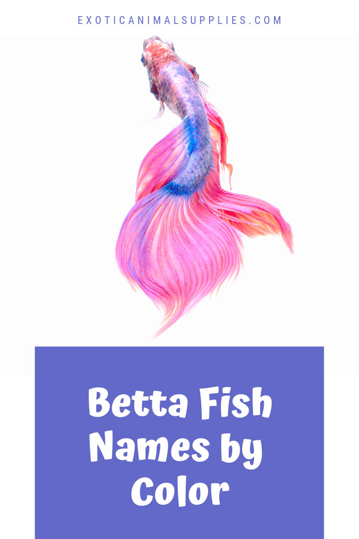 aqua boy betta fish names