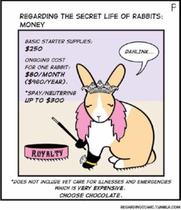 Rabbits are Expensive Pets