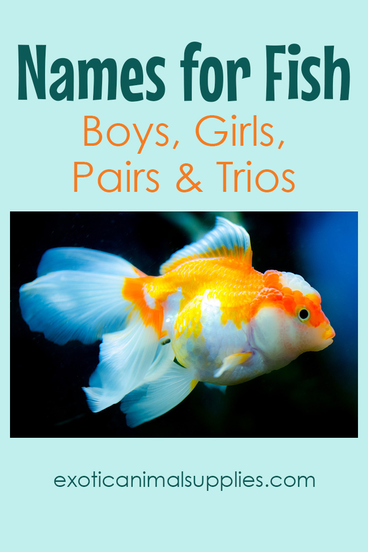 300 Names For Fish Funny Unique Names For Boys Girls Exotic Animal Supplies