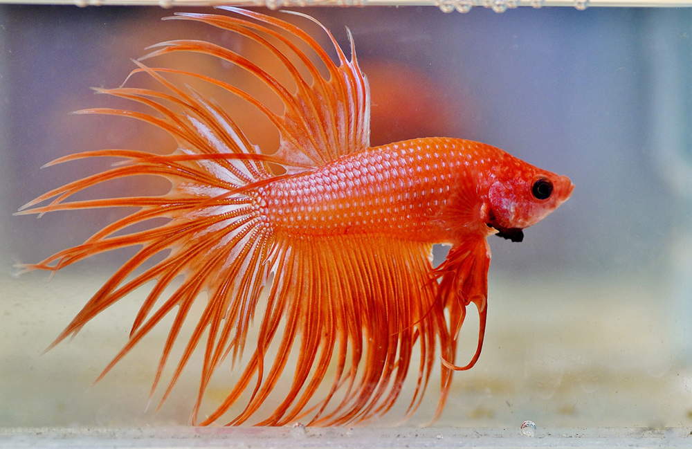 Orange shop betta fish