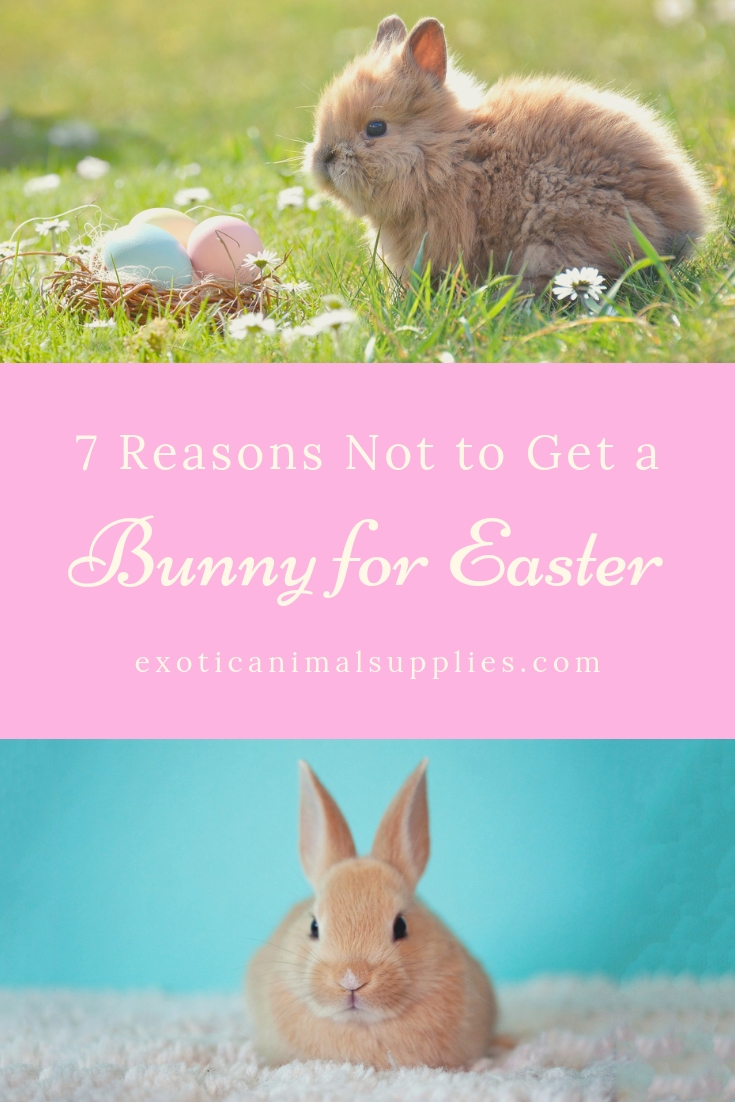 Why Pet Rabbits Make Terrible Easter Gifts