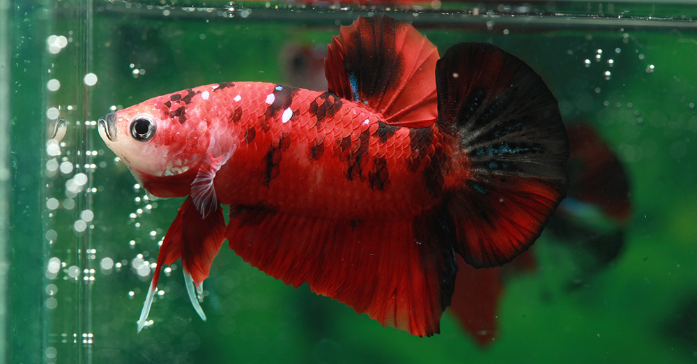 Red Betta Fish Names