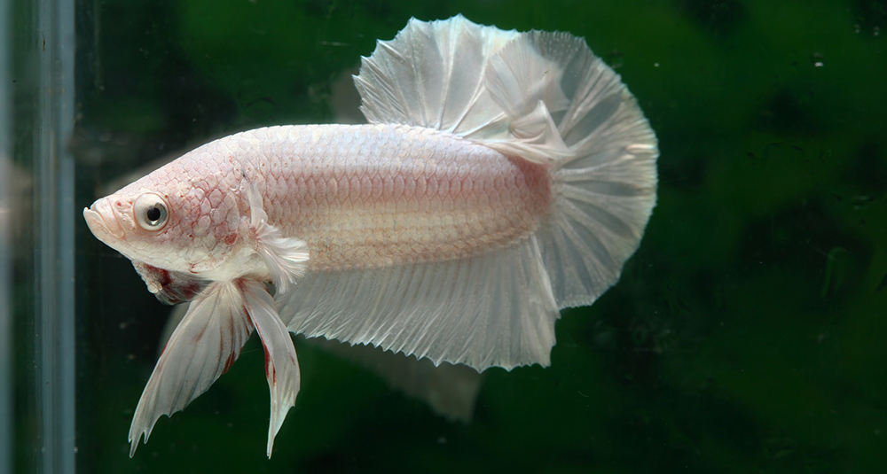 White Betta Fish Name Ideas