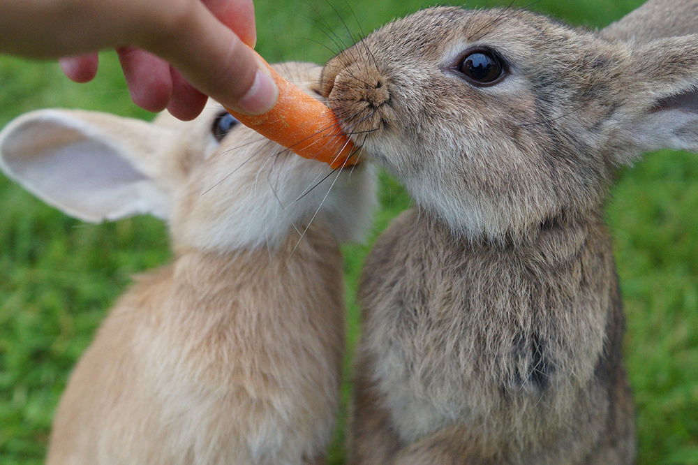 Grow Veggies in Your Garden for a Pet Rabbit