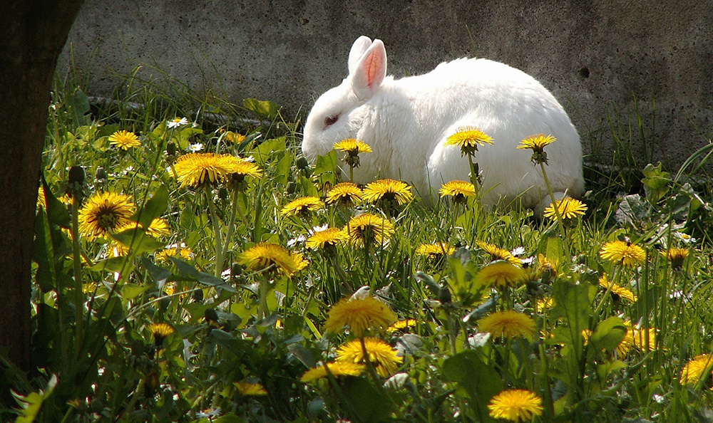 Plant a Bunny Garden: Food You Can Grow for your Pet Rabbit