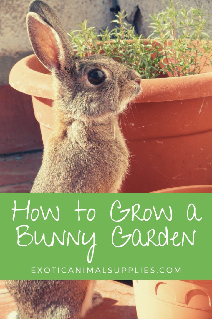 Plant a Bunny Garden Food You Can Grow for your Pet Rabbit Exotic