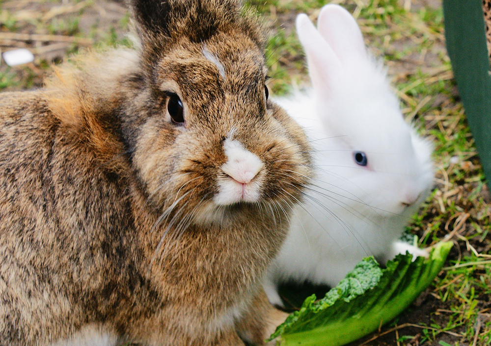 How to Grow Fresh Greens for Your Rabbit