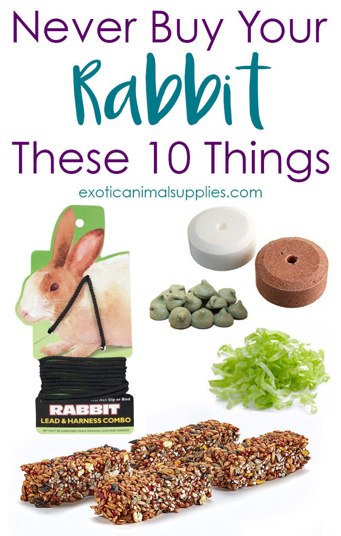 10 Things You Should Never Buy Your Pet Rabbit Exotic Animal Supplies