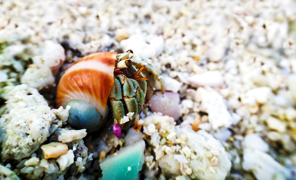 Funny Names for Hermit Crabs