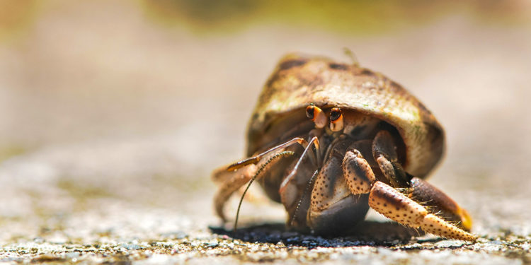 150+ Names for Hermit Crabs - Male & Female