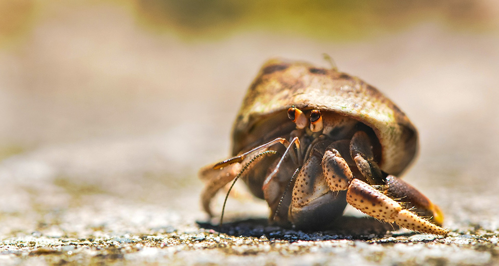 150+ Names for Hermit Crabs - Male & Female