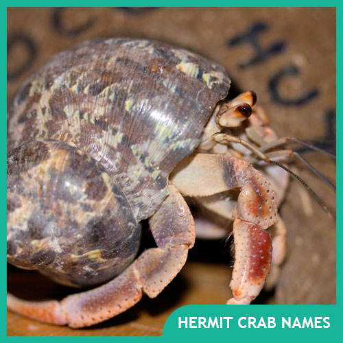 Hermit Crab Names