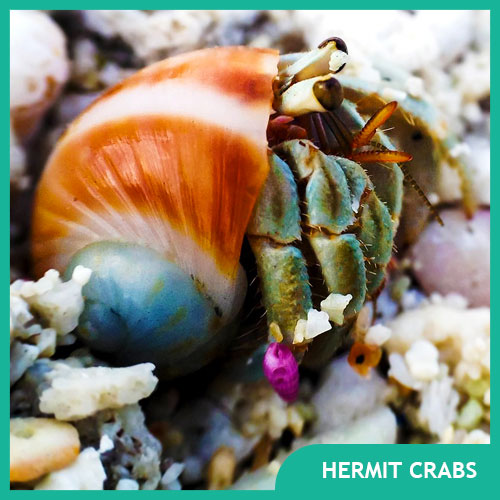 Hermit Crab Pet Supplies, Tanks, and Accessories