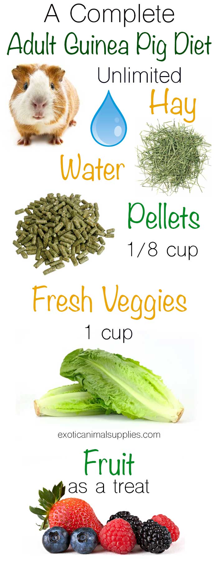 Best veggies for guinea pigs daily best sale