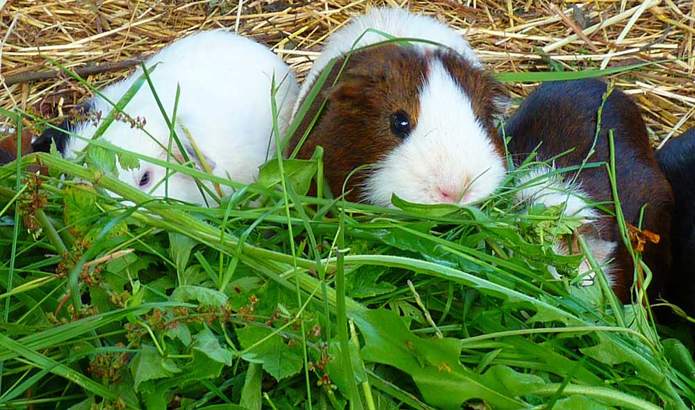 Can guinea pigs eat tree outlet leaves