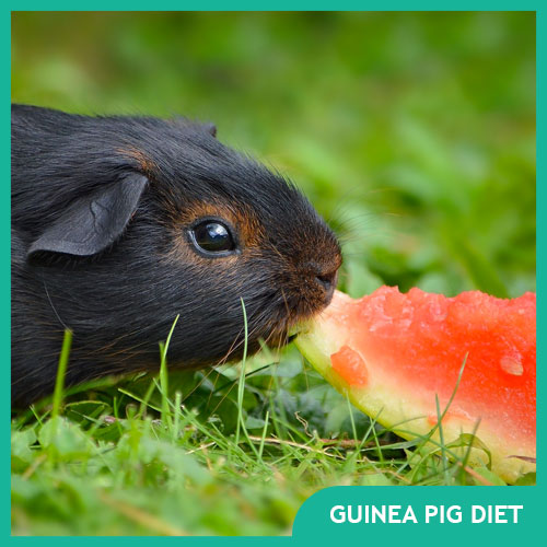 Guinea Pig Food: Cavy Diet & Nutrition