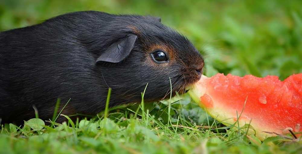 Healthiest guinea cheap pig food