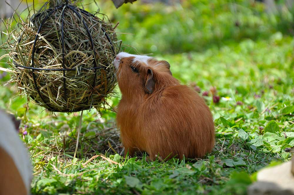 Best Hay for Guinea Pigs Healthy Diet