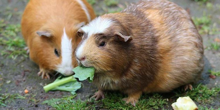 Healthy Veggies & Fruits for Guinea Pigs
