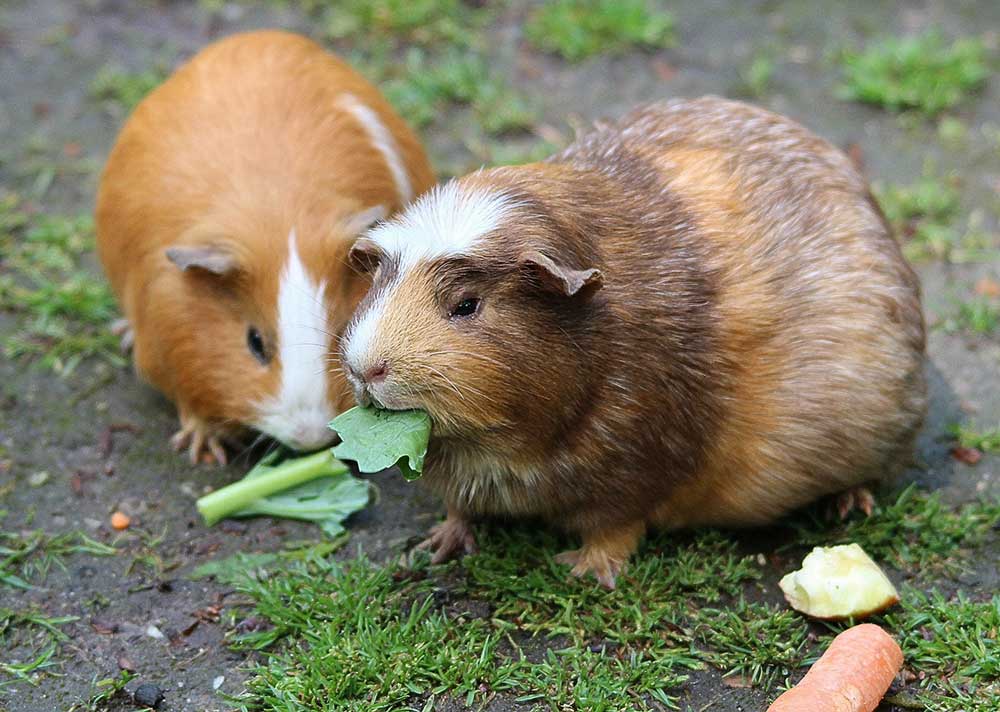 Fruit and vegetables for guinea outlet pigs