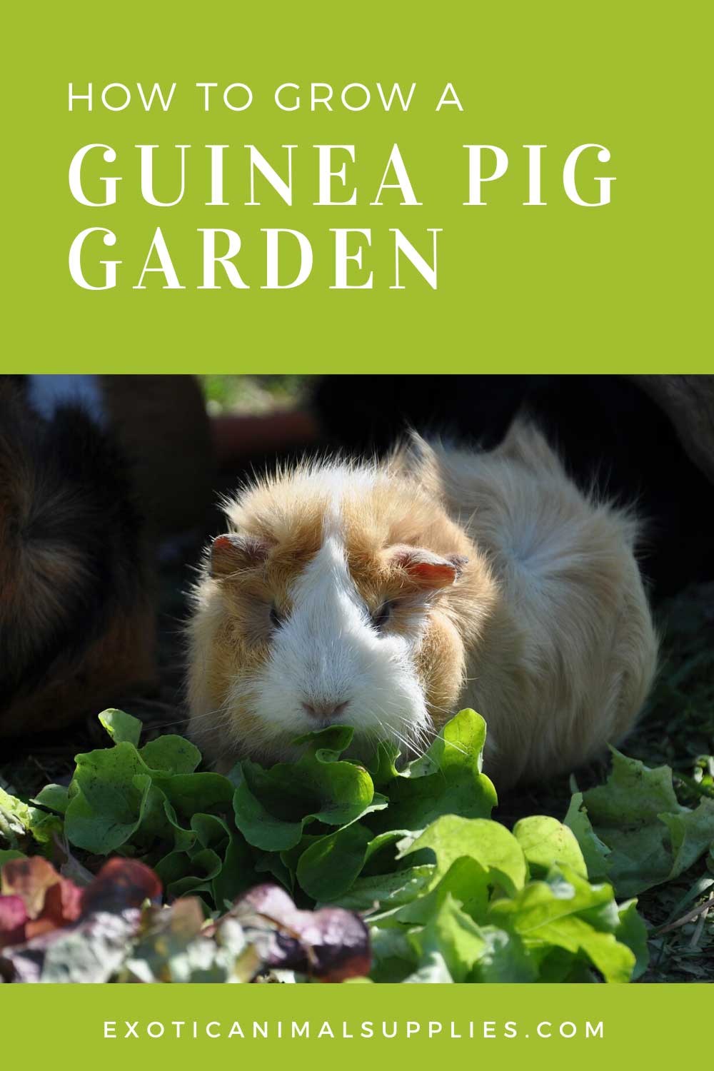 Plant a Guinea Pig Garden: Food You Can Grow for Your Pet Cavy